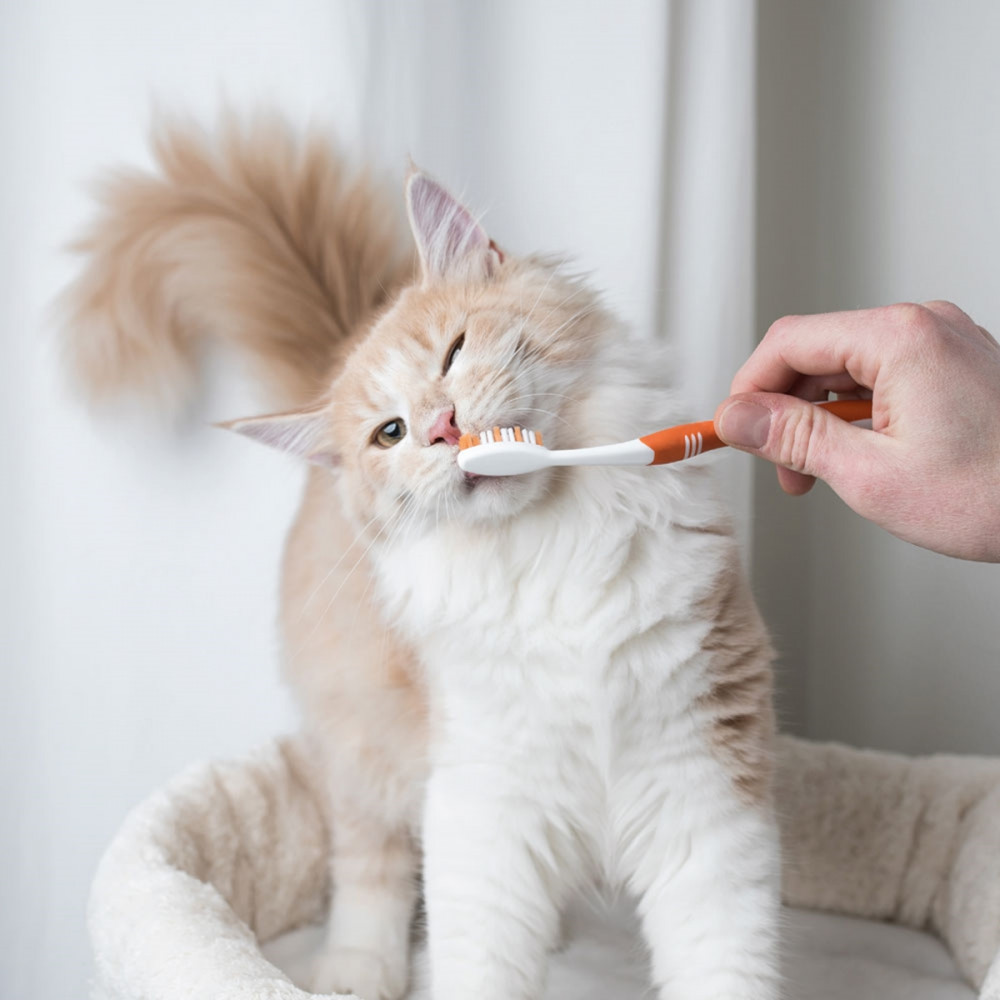 gazdi a cica fogát mossa